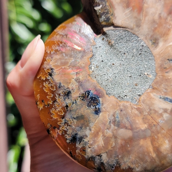 NEW 4.75" x 5.75" MADAGASCAR AGATIZED AMMONITE FOSSIL - Picture 14 of 16